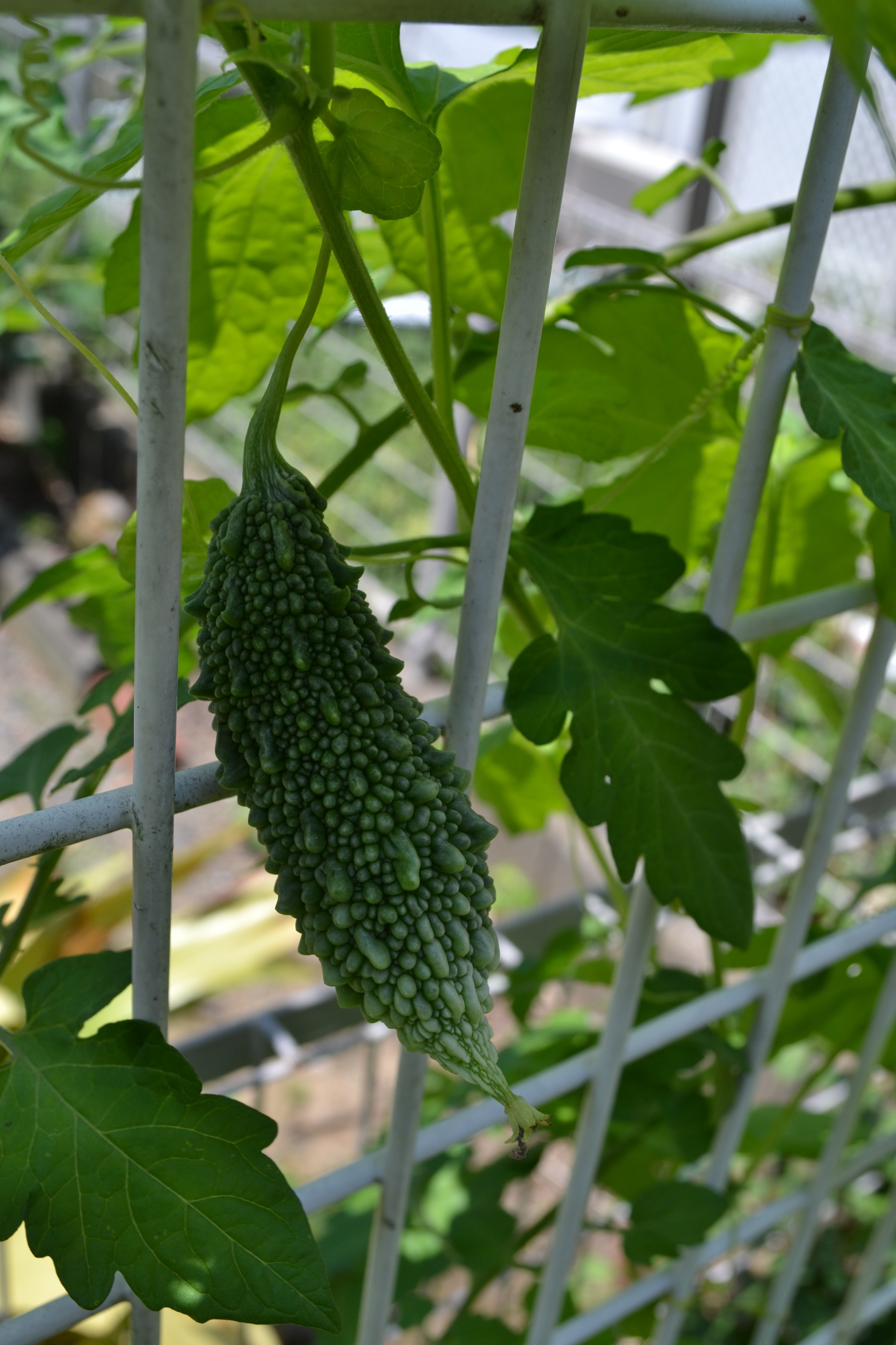 フェンスの野菜 トマトとゴーヤ N浦菜園日誌