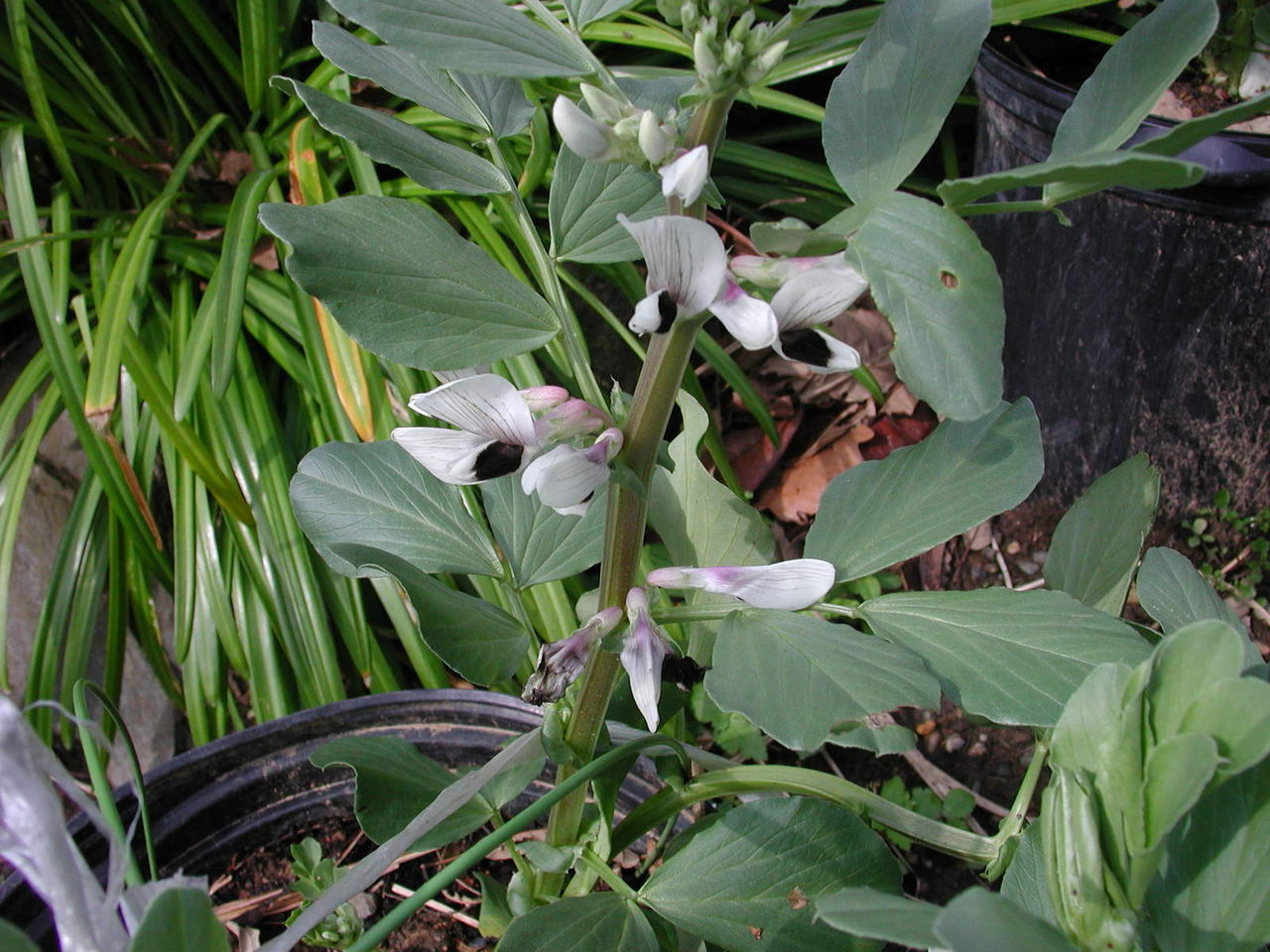 そら豆の花が咲いた N浦菜園日誌 そら豆の花が咲いた N浦菜園日誌