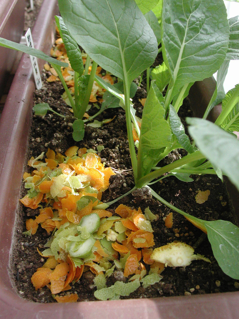 アブラムシ除け N浦菜園日誌