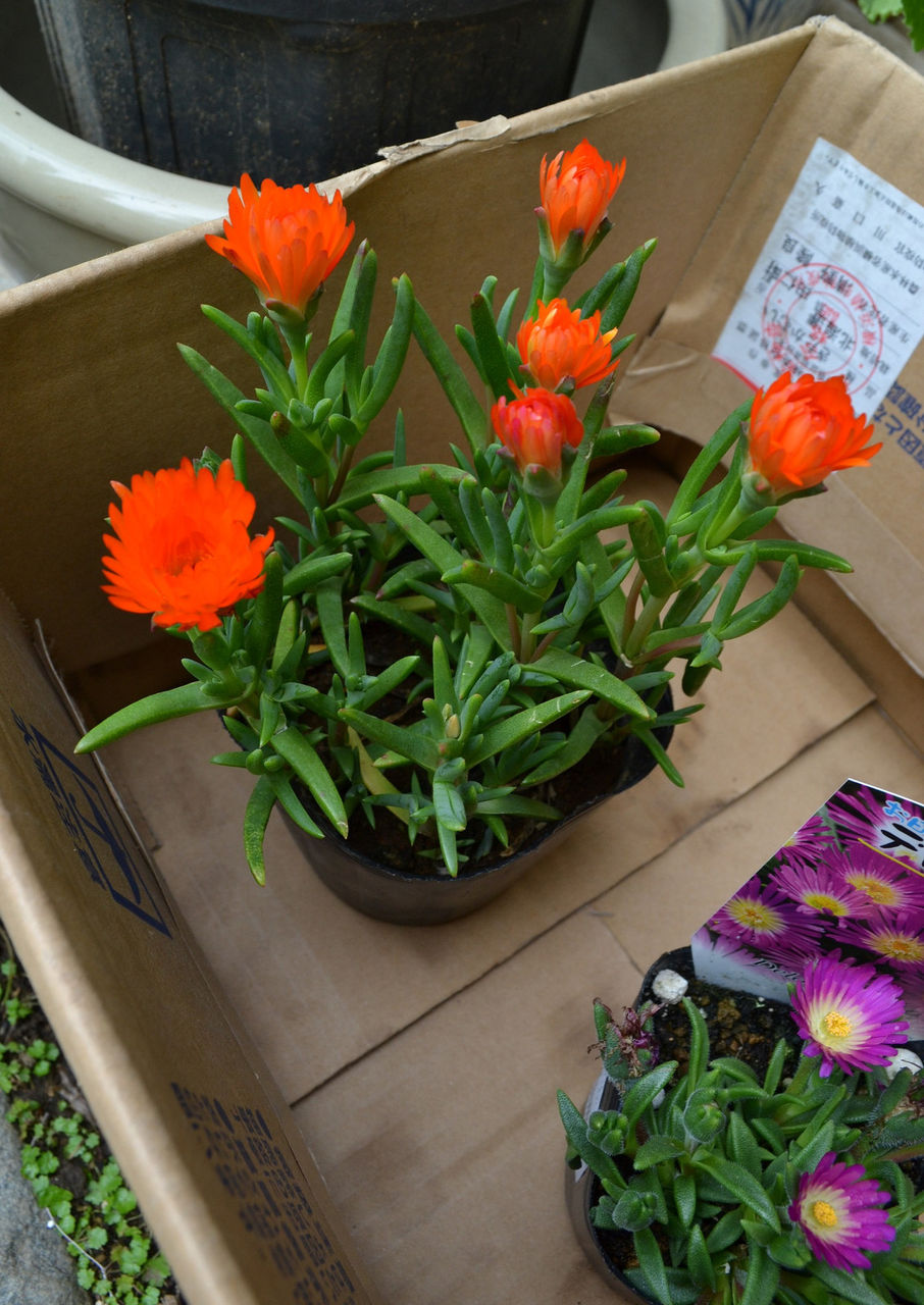 マツバギクを買ってきた N浦菜園日誌 マツバギクを買ってきた N浦菜園日誌