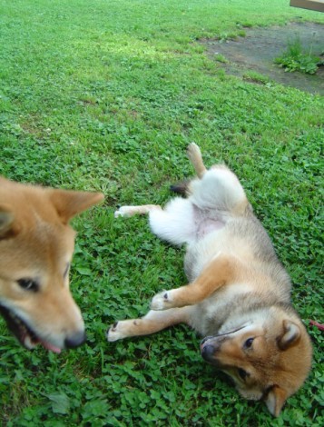 �Ҥä����֤뤴������