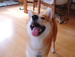 �д����Ⱦ𤱤ʤ�����