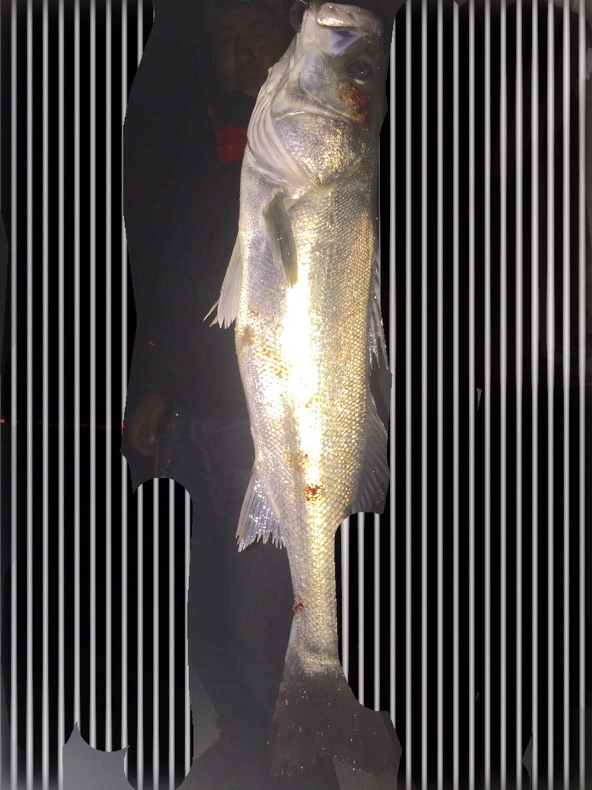 大阪屈指の都市型河川 安治川絶好調 近畿シーバスランカーゲーム