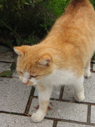 城ヶ島 四川赤熊猫の一日