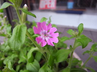 R0011471