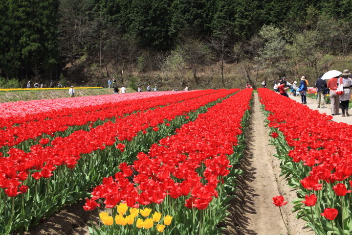 12年04月 家庭菜園とマイフォト 12年04月 家庭菜園とマイフォト