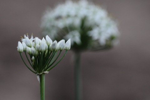 ホオズキとにんにくの花 家庭菜園とマイフォト ホオズキとにんにくの花 家庭菜園とマイフォト