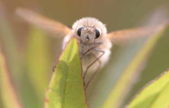 画像をダウンロード カイコガ 可愛い 虫 バンドリ アニメ画像