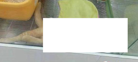 【!?】完全に売られる気ナッシングの猫が話題にwwwwwwww