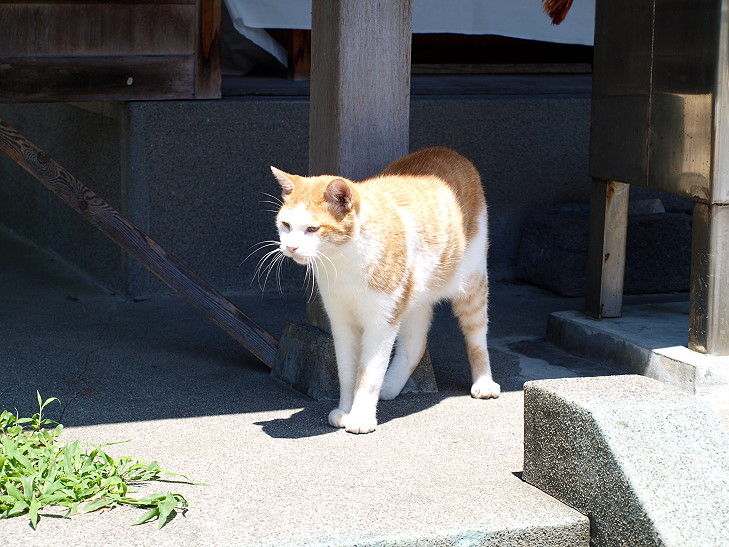 江ノ島の猫 猫 猫 Sigecchi02のblog
