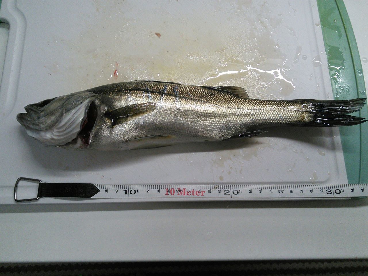 アジのふれーゆサイズ更新 太刀魚捕獲も成功 ふれーゆ裏 19 10 5 埼玉からの海釣りと趣味のブログ アジのふれーゆサイズ更新 太刀魚捕獲も成功 ふれーゆ裏 19 10 5 埼玉からの海釣りと趣味のブログ