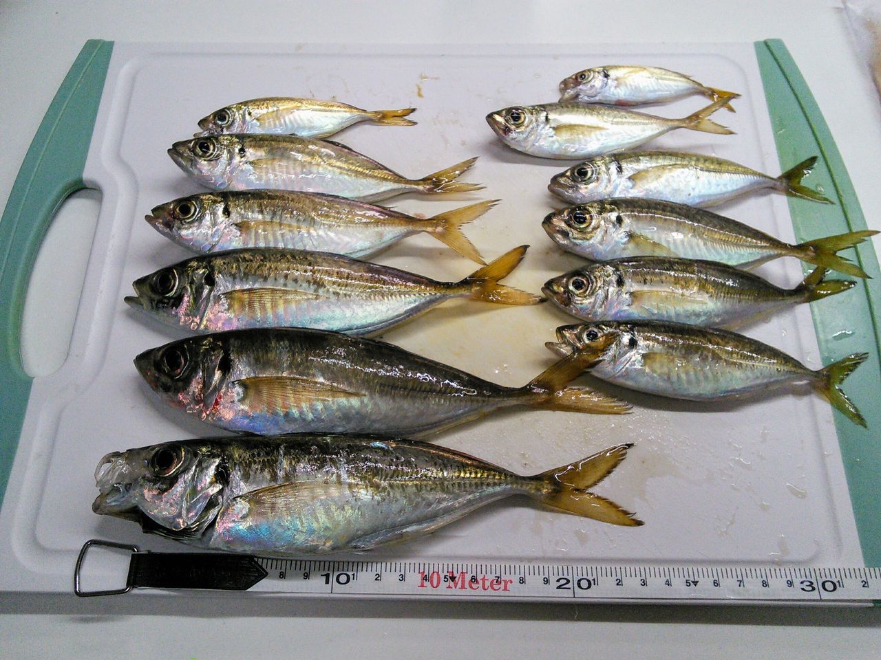 アジのふれーゆサイズ更新 太刀魚捕獲も成功 ふれーゆ裏 19 10 5 埼玉からの海釣りと趣味のブログ アジのふれーゆサイズ更新 太刀魚捕獲も成功 ふれーゆ裏 19 10 5 埼玉からの海釣りと趣味のブログ