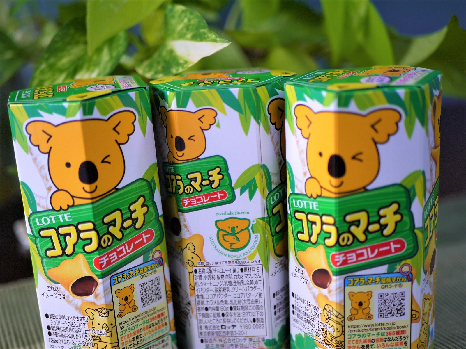 コアラ募金 コアラのマーチ 濱端