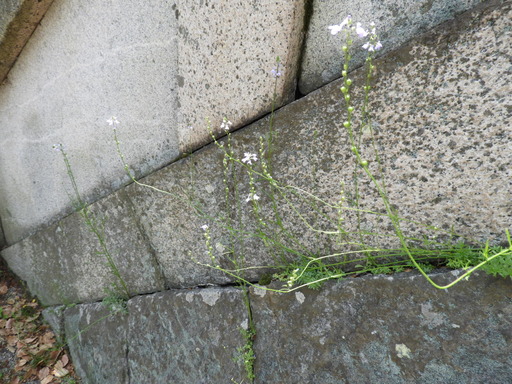 四国 291マツバウンラン