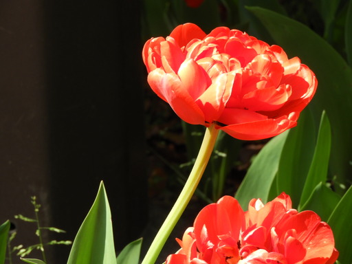 横浜公園 チューリップ 016