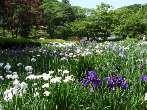 薬師池公園 ショウブ 014