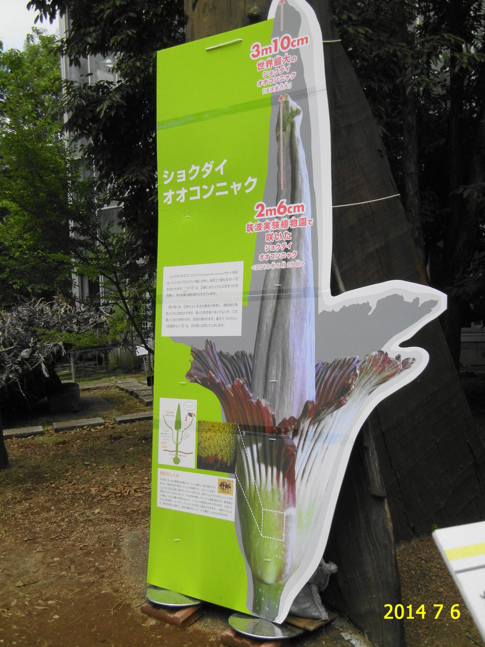 ショクダイオオコンニャク 燭台大蒟蒻 筑波実験植物園 花 を ひ ろ う