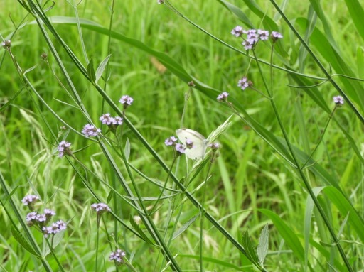 葉山の棚田 039ヤナギハナガサ?とモンシロ