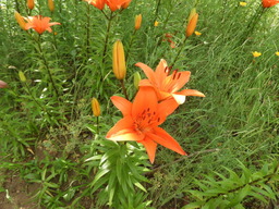 日比谷花壇大船フラワーセンター 022