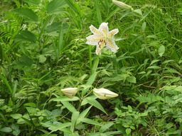 日比谷花壇大船フラワーセンター ヤマユリ 047