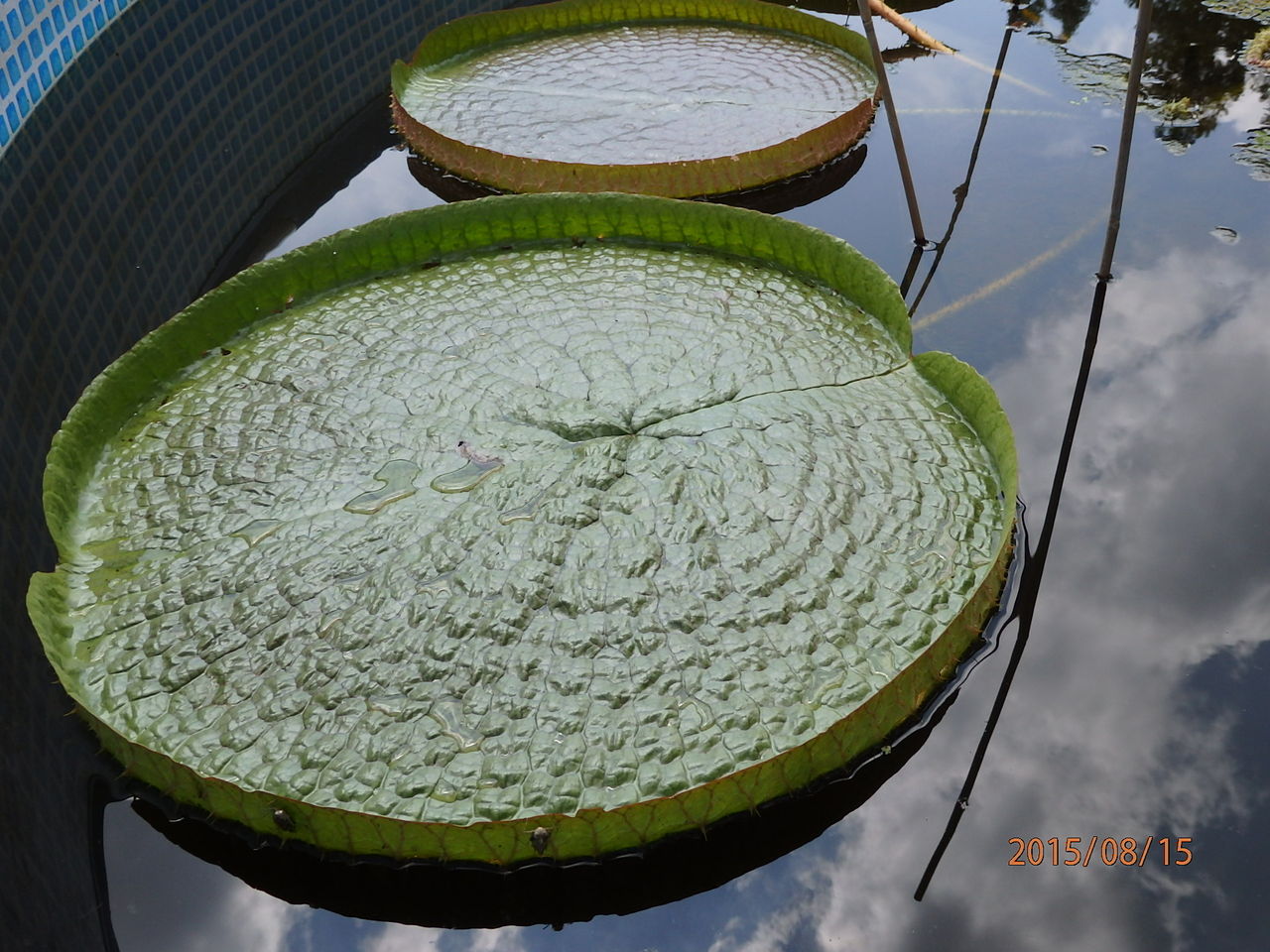 こども植物園 英連邦墓地 横浜市保土ヶ谷区 15 8 15 花 を ひ ろ う