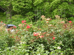 日比谷花壇大船フラワーセンター バラ 039