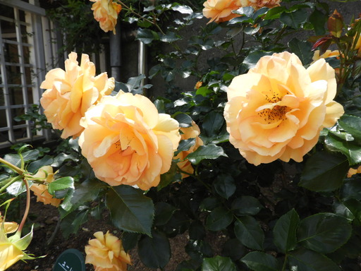 生田緑地ばら苑 028