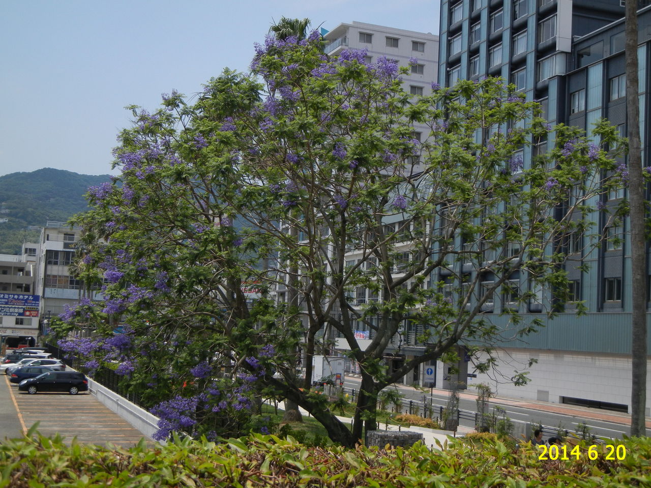 熱海市親水公園のジャカランダ 花 を ひ ろ う