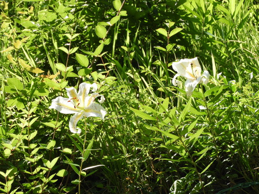 鎌倉 十二所神社 020ヤマユリ