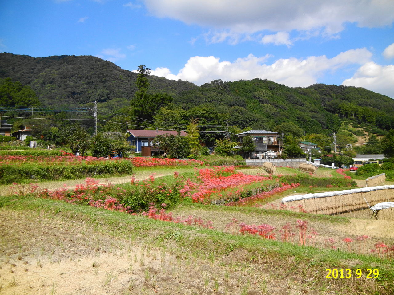 日向薬師のヒガンバナ 神奈川県伊勢原市日向 花 を ひ ろ う