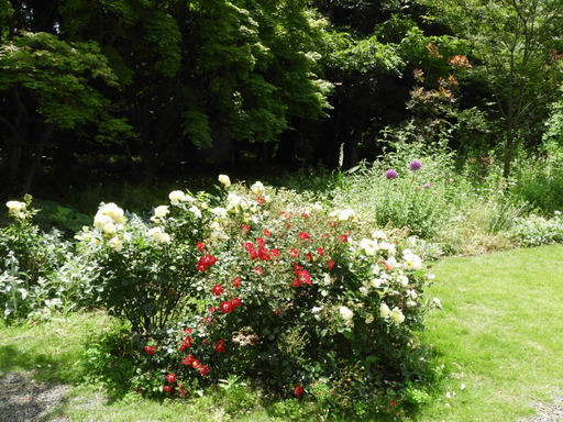 俣野別邸公園 035バラ