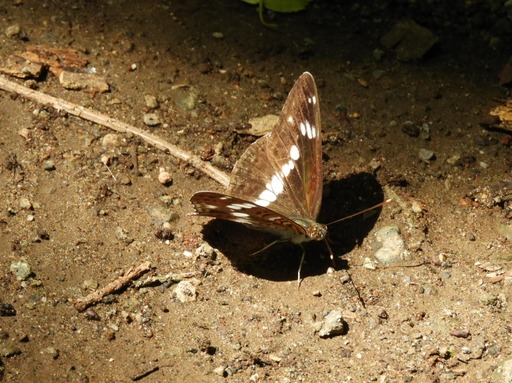 薬師池公園イチモンジチョウ 031