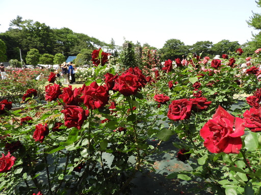 生田緑地ばら苑 065