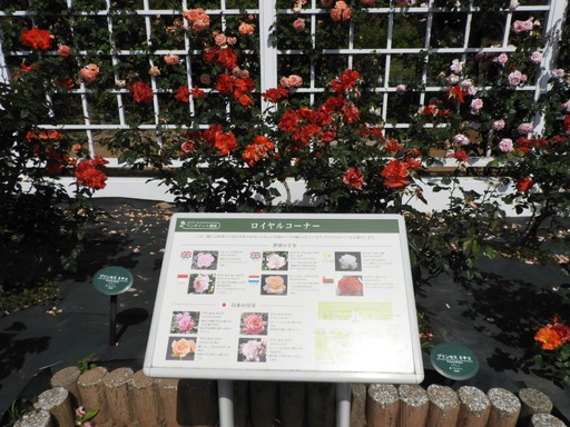 生田緑地ばら苑 074