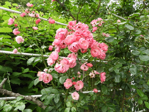 金沢自然公園 021