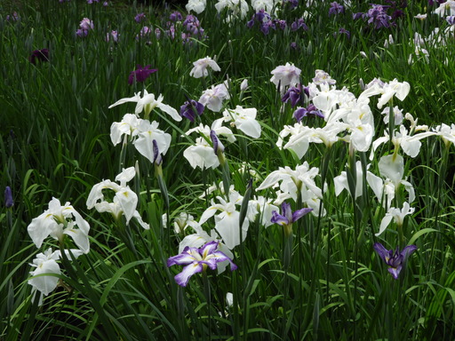 薬師池公園 ショウブ 119