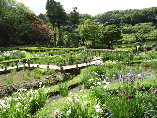 薬師池公園 ショウブ 106