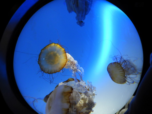 池袋サンシャイン水族館 023