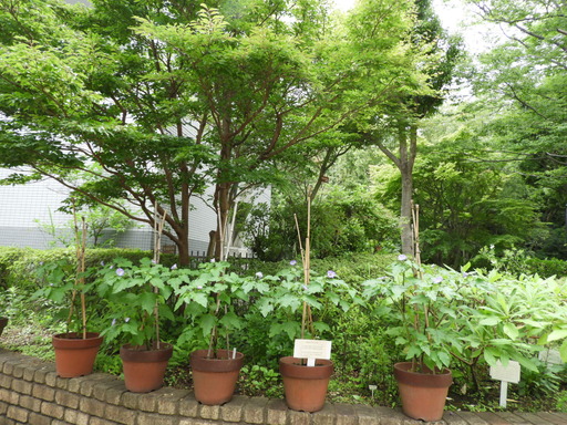 金沢自然公園 036オオセンナリ