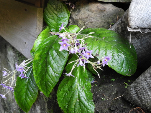 鎌倉 十二所神社 026イワタバコ