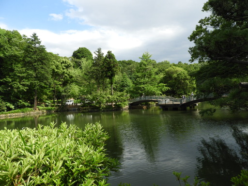 薬師池公園 ショウブ 086