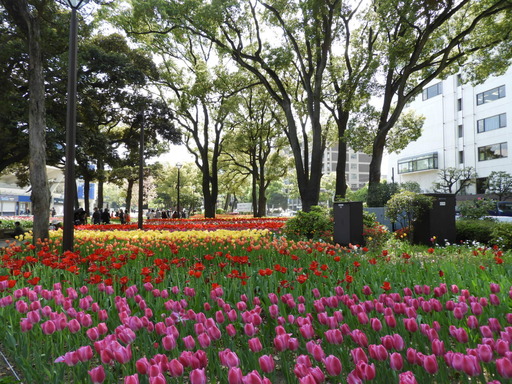 横浜公園 チューリップ 032