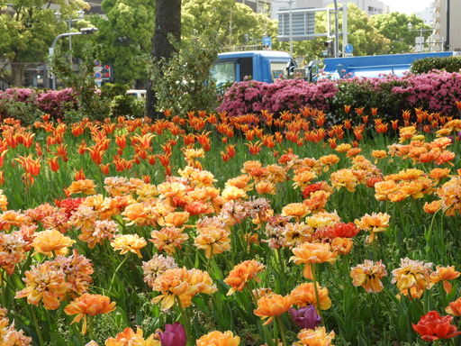 横浜公園 チューリップ 007