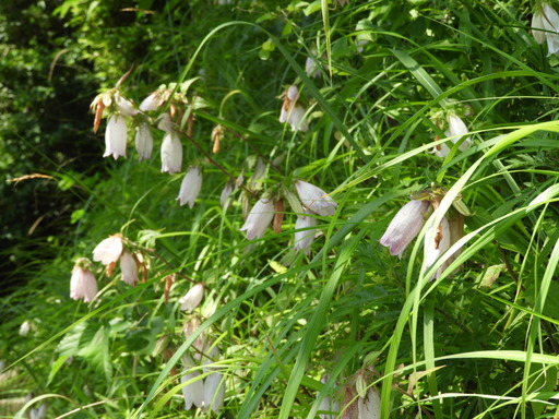 鎌倉 十二所神社 007ホタルブクロ