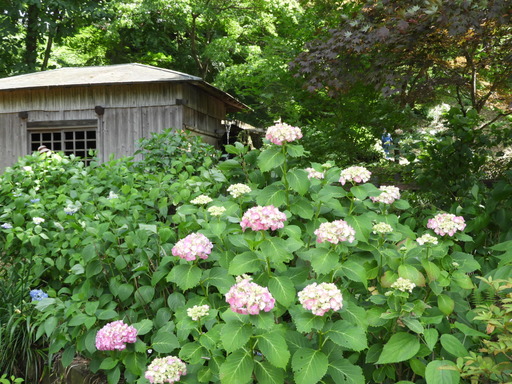 薬師池公園 ショウブ 012