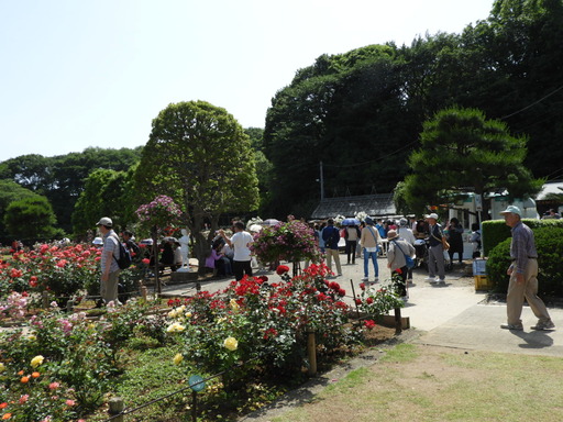 生田緑地ばら苑 035