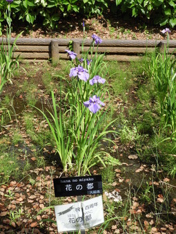 日比谷花壇大船フラワーセンター 012