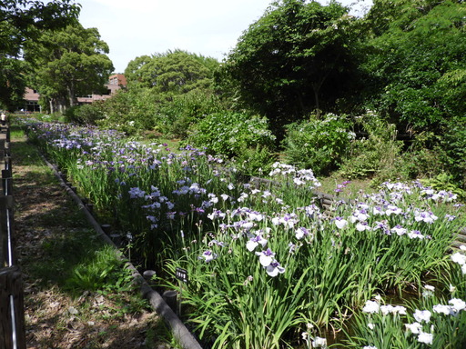 日比谷花壇大船フラワーセンター 029