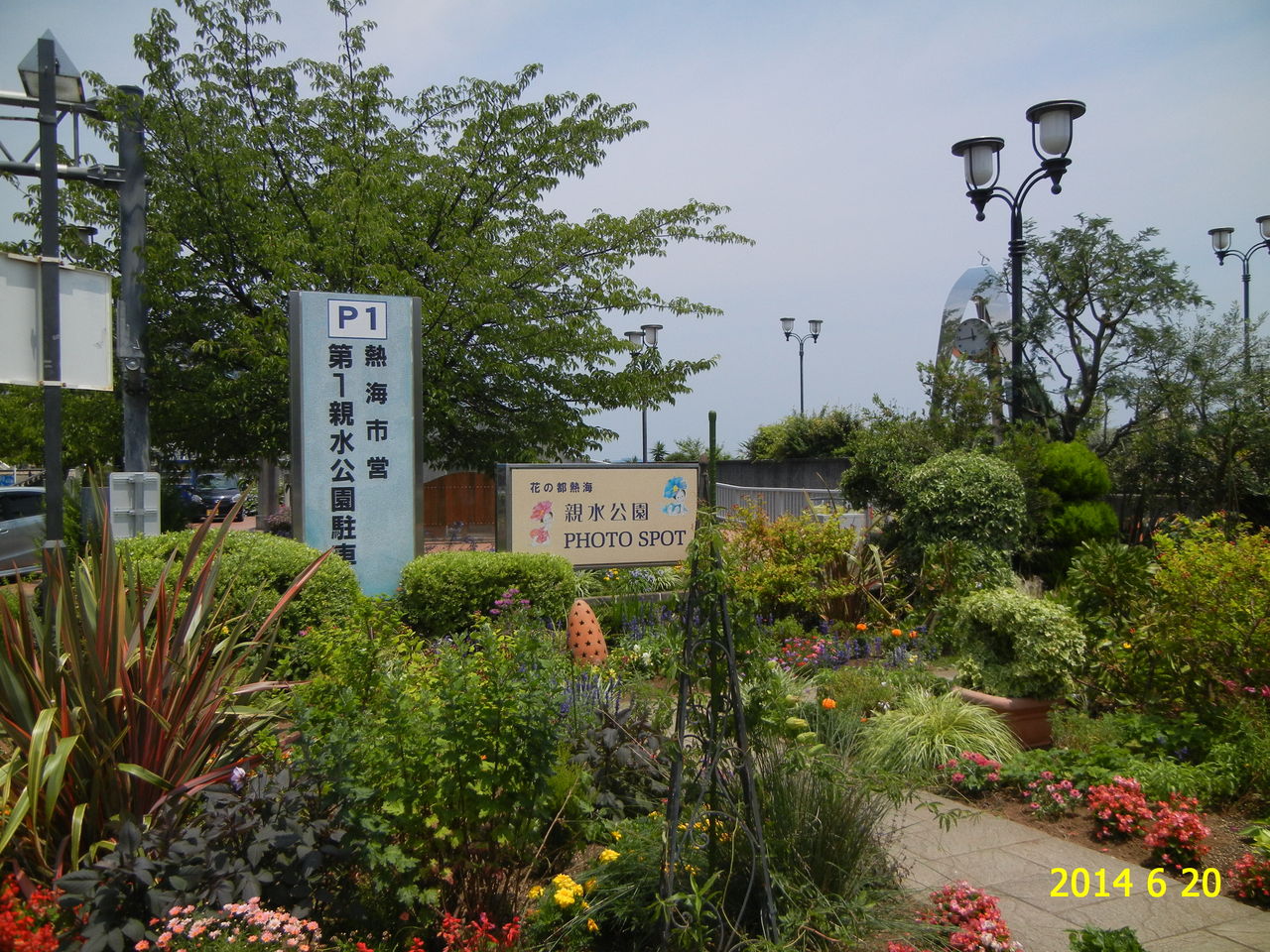 熱海市親水公園のジャカランダ 花 を ひ ろ う