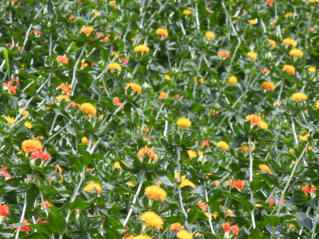 桶川 市 べに花まつりと中山道のおもかげ 花 を ひ ろ う
